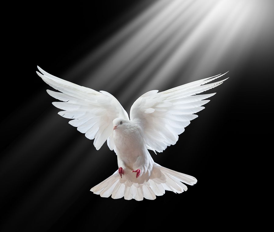 White dove with wings spread, descending in a beam of light